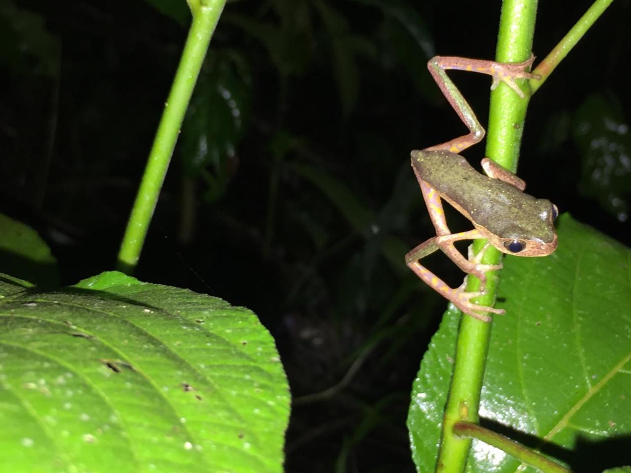 Hacienda Herrera Tambopata Puerto Maldonado Dış mekan fotoğraf